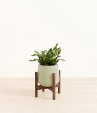 Load image into Gallery viewer, Turquoise stand:walnut