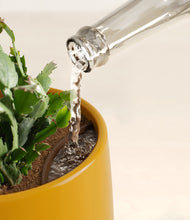 Load image into Gallery viewer, Mustard stand:all