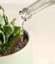 Load image into Gallery viewer, Turquoise stand:all