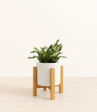 Load image into Gallery viewer, -