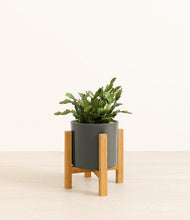 Load image into Gallery viewer, -