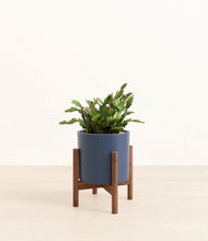 Load image into Gallery viewer, Deep Navy stand:walnut