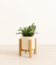 Load image into Gallery viewer, -