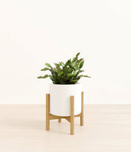 Load image into Gallery viewer, White stand:bamboo