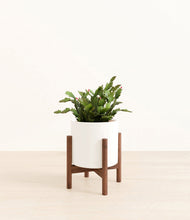 Load image into Gallery viewer, White stand:walnut