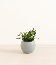 Load image into Gallery viewer, Deep Ocean*****Profile