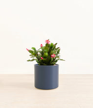 Load image into Gallery viewer, -