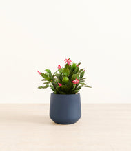 Load image into Gallery viewer, -