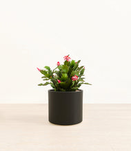 Load image into Gallery viewer, -