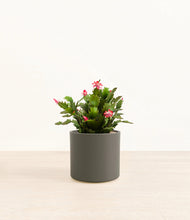 Load image into Gallery viewer, -