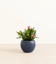 Load image into Gallery viewer, -