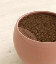 Load image into Gallery viewer, -