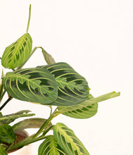 Lade das Bild in den Galerie-Viewer, ALL