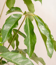 Load image into Gallery viewer, ALL