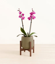 Load image into Gallery viewer, Olive stand:walnut