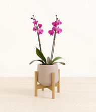 Load image into Gallery viewer, Eternal Gray stand:bamboo