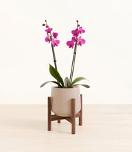 Load image into Gallery viewer, Eternal Gray stand:walnut