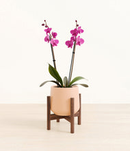 Load image into Gallery viewer, Gentle Pink stand:walnut