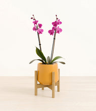 Load image into Gallery viewer, Mustard stand:bamboo