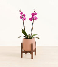 Load image into Gallery viewer, Calm Rose stand:walnut