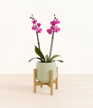 Load image into Gallery viewer, Turquoise stand:bamboo