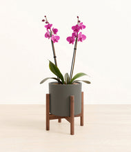 Load image into Gallery viewer, Dark Olive stand:walnut