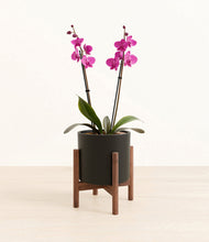 Load image into Gallery viewer, Black stand:walnut