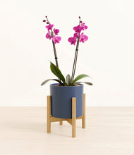 Load image into Gallery viewer, Deep Navy stand:bamboo