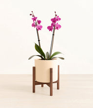 Load image into Gallery viewer, Cream stand:walnut