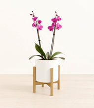 Load image into Gallery viewer, White stand:bamboo