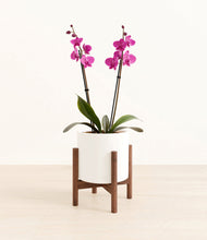 Load image into Gallery viewer, White stand:walnut