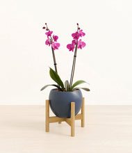 Load image into Gallery viewer, Deep Navy stand:bamboo