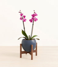 Load image into Gallery viewer, Deep Navy stand:walnut