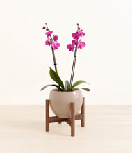 Load image into Gallery viewer, Desert Brown stand:walnut