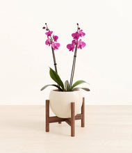 Load image into Gallery viewer, Shiny EggWhite stand:walnut