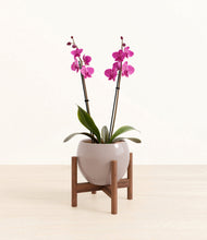 Load image into Gallery viewer, Winter Clouds stand:walnut