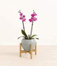 Load image into Gallery viewer, Deep Ocean stand:bamboo