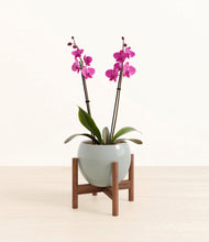 Load image into Gallery viewer, Deep Ocean stand:walnut