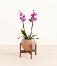 Load image into Gallery viewer, Calm Rose stand:walnut