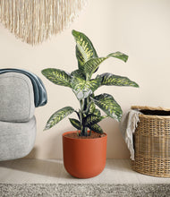 Charger l'image dans la galerie, Earth Red