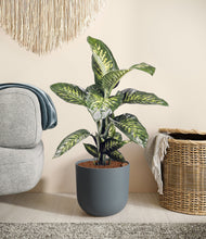 Charger l'image dans la galerie, Iron Gray