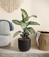 Charger l'image dans la galerie, Stone Black