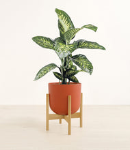 Charger l'image dans la galerie, Earth Red stand:light