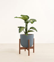 Load image into Gallery viewer, Iron Gray stand:walnut