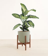 Charger l'image dans la galerie, Sage Green stand:dark