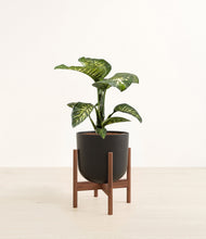 Load image into Gallery viewer, Stone Black stand:walnut