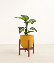 Load image into Gallery viewer, Sunset Orange stand:walnut