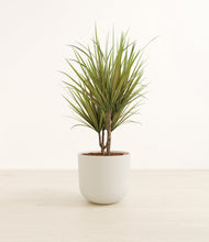Load image into Gallery viewer, Natural Bamboo*****Profile