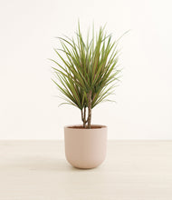 Load image into Gallery viewer, Sandy Pink*****Profile