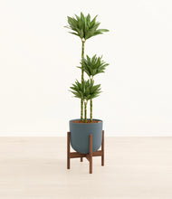 Load image into Gallery viewer, Iron Gray stand:walnut